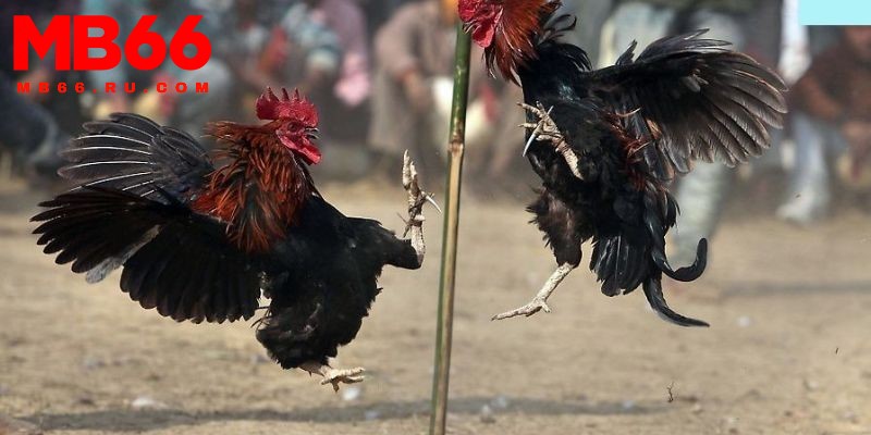 Xem ngày đá gà chuẩn xác tăng cơ hội thắng lớn, thu lời cao 2 Ưu tiên xem ngày đá gà theo ngũ hành tương sinh tương khắc